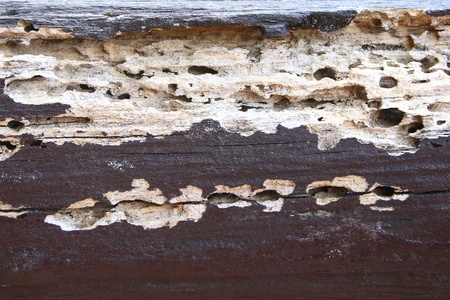 old wood texture