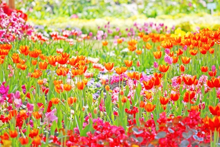 Beautiful spring flowers の写真素材