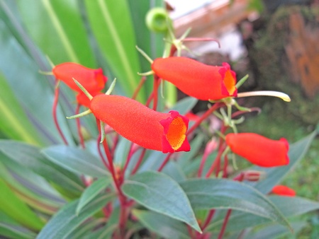 Beautiful spring flowers のeditorial素材