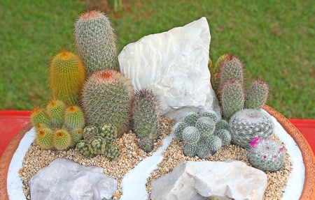 plant in terracotta pot のeditorial素材