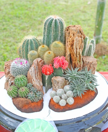 plant in terracotta pot のeditorial素材