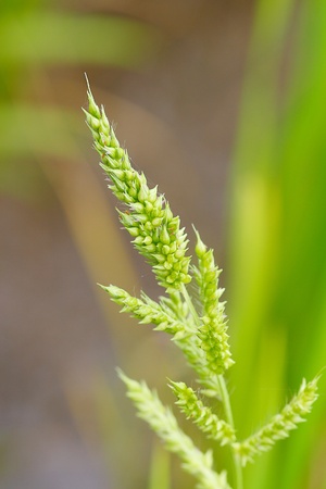 The flower of grassの写真素材