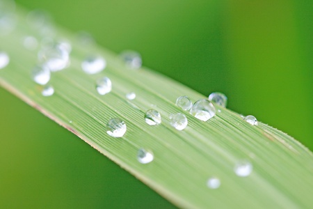 water on leafの写真素材