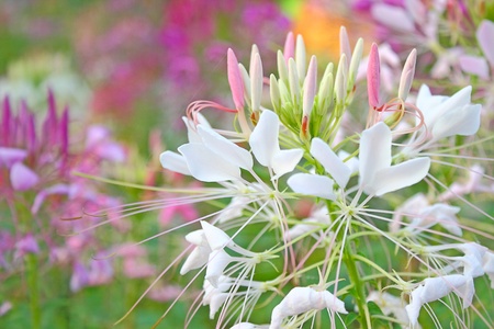 beautiful flowerの写真素材