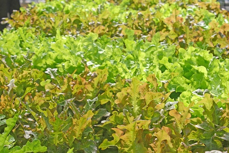 Lettuce