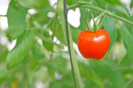 tomatoの写真素材