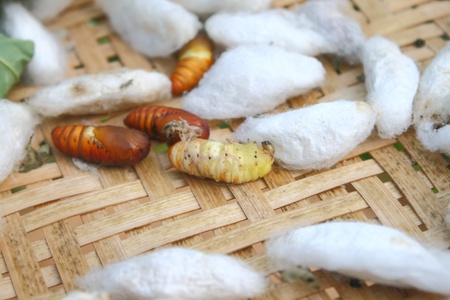 Caterpillarの写真素材