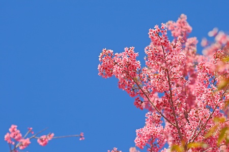 pink flowers