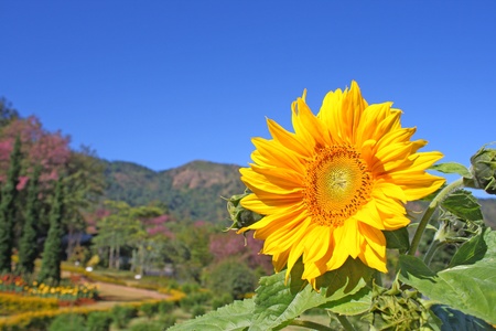 sun flowerの写真素材