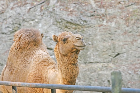 camelの写真素材
