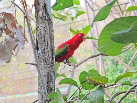 Parrotの写真素材