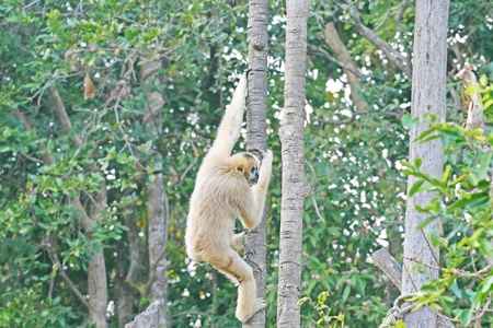 Gibbon