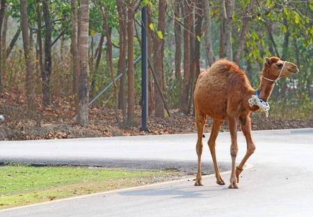 camelの写真素材