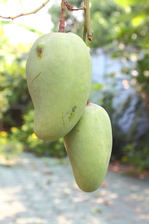 Green Mangoの写真素材