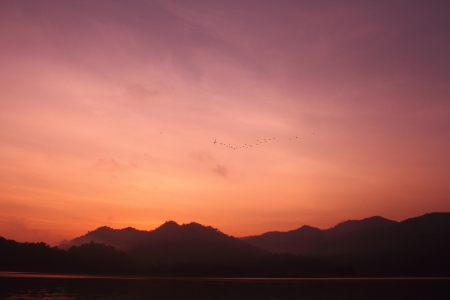 birds and sunset lightの写真素材