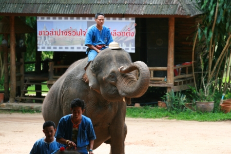 Elephant show in Thai Elephant Conservation Centerのeditorial素材