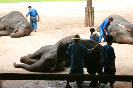 Elephant show in Thai Elephant Conservation Centerのeditorial素材
