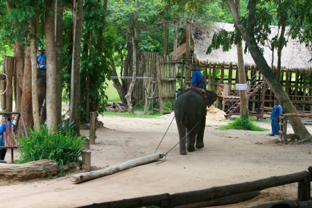 Elephant show in Thai Elephant Conservation Centerのeditorial素材
