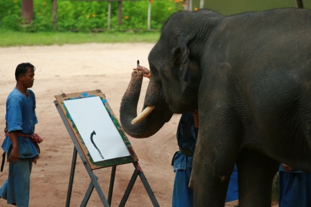 Elephant show in Thai Elephant Conservation Centerのeditorial素材