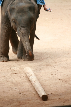Elephant show in Thai Elephant Conservation Centerのeditorial素材