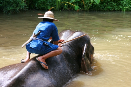 Elephant show in Thai Elephant Conservation Centerのeditorial素材