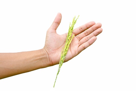 Rice on men handの写真素材