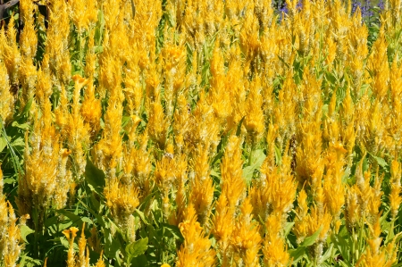 Flower Textureの写真素材