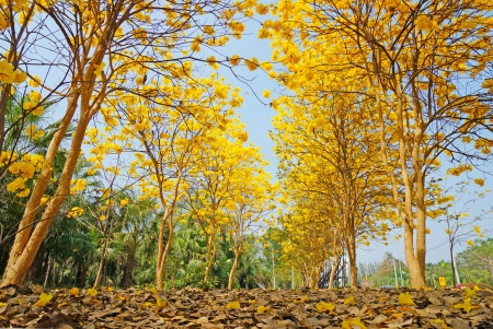 golden yellow tree