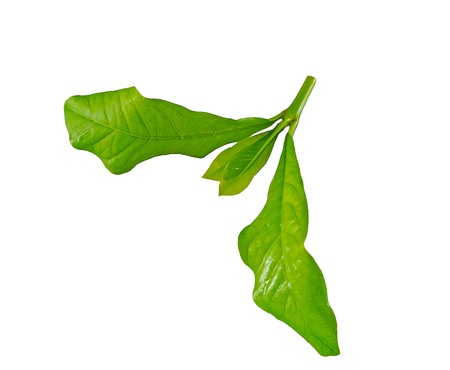 green leaf