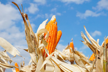 Ripe Corn against the sky