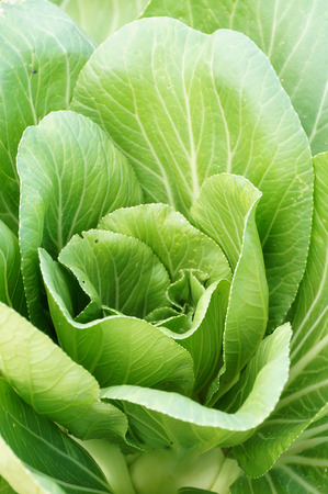 lettuce ,vegetarianの写真素材