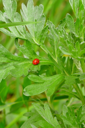 Ladybug on a green leaf. Bright red insect in grass. Small ladybird nature. Ladybug insect the beetle. Natural beautyの写真素材