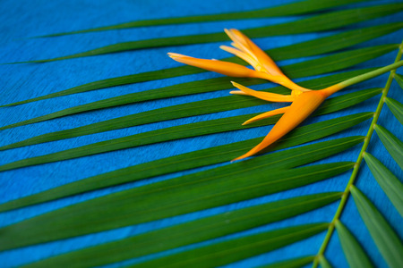 Orange heliconia flower with the green branch on blue wooden background. Focus on the flower.の写真素材