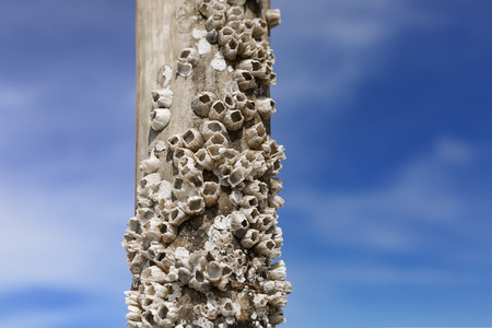 sea ??shells on bamboo stick on blue sky backgroundの写真素材