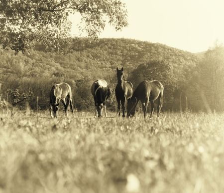 Horses grazing in a meadow at sunset.の写真素材