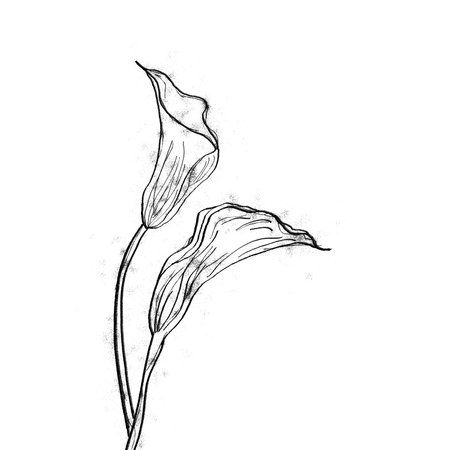 Ink, pencil, the leaves and flowers of flower . Line art Hand drawn nature painting. Freehand sketching illustration.の写真素材