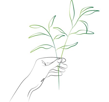 women hands holding herbals, natural pharmacy, herbs. Vector Lineのイラスト素材