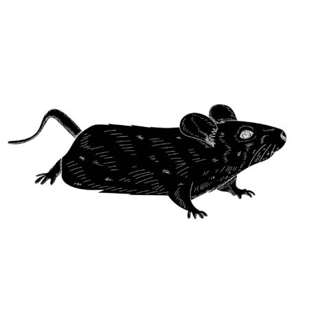silhouette of a rat, mouseのイラスト素材