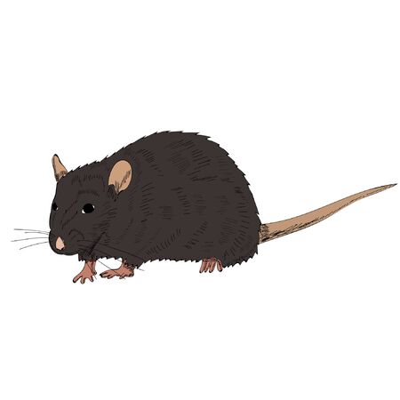 vector, white background, rat, mouse, brownのイラスト素材