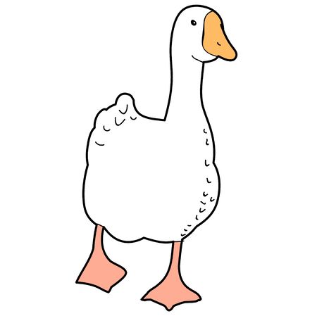 duck, on white backgroundのイラスト素材