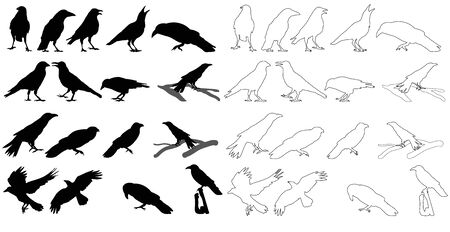 vector silhouette of crows setのイラスト素材