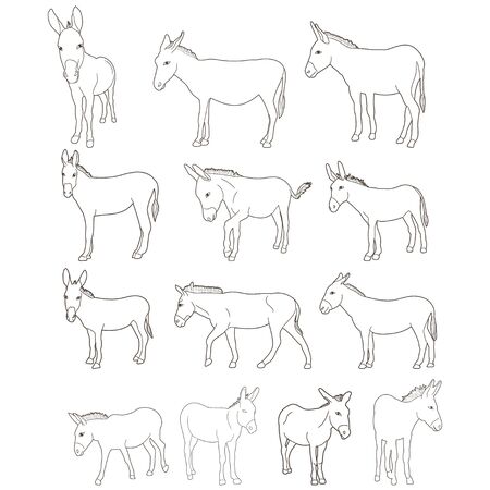 vector, isolated donkey sketch setのイラスト素材