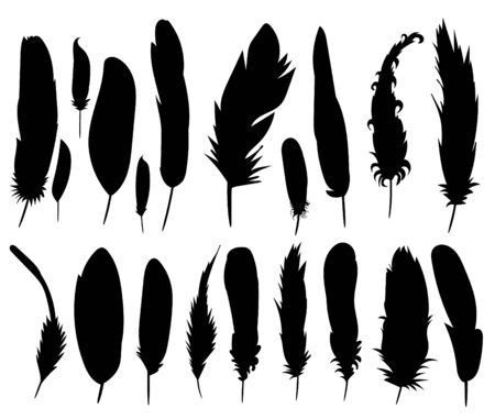  set of bird feathersのイラスト素材