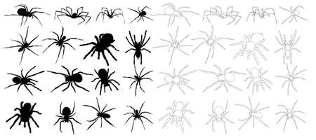 isolated, set, spider collection, sketch and silhouette on white backgroundのイラスト素材