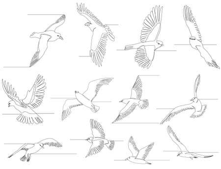 bird flies one line drawing setのイラスト素材