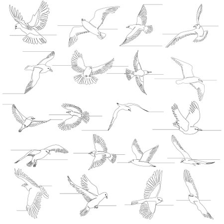set, flying bird continuous line drawing, vectorのイラスト素材
