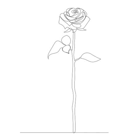 rose drawing by one continuous line, sketchのイラスト素材