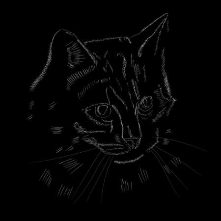 sketch cat portrait on black backgroundのイラスト素材