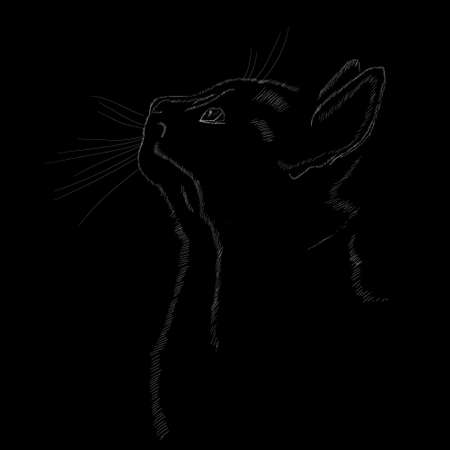 sketch cat portrait on black background, vectorのイラスト素材