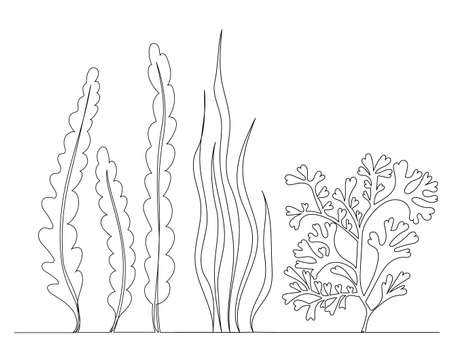seaweed drawing continuous line sketch, isolated, vectorのイラスト素材
